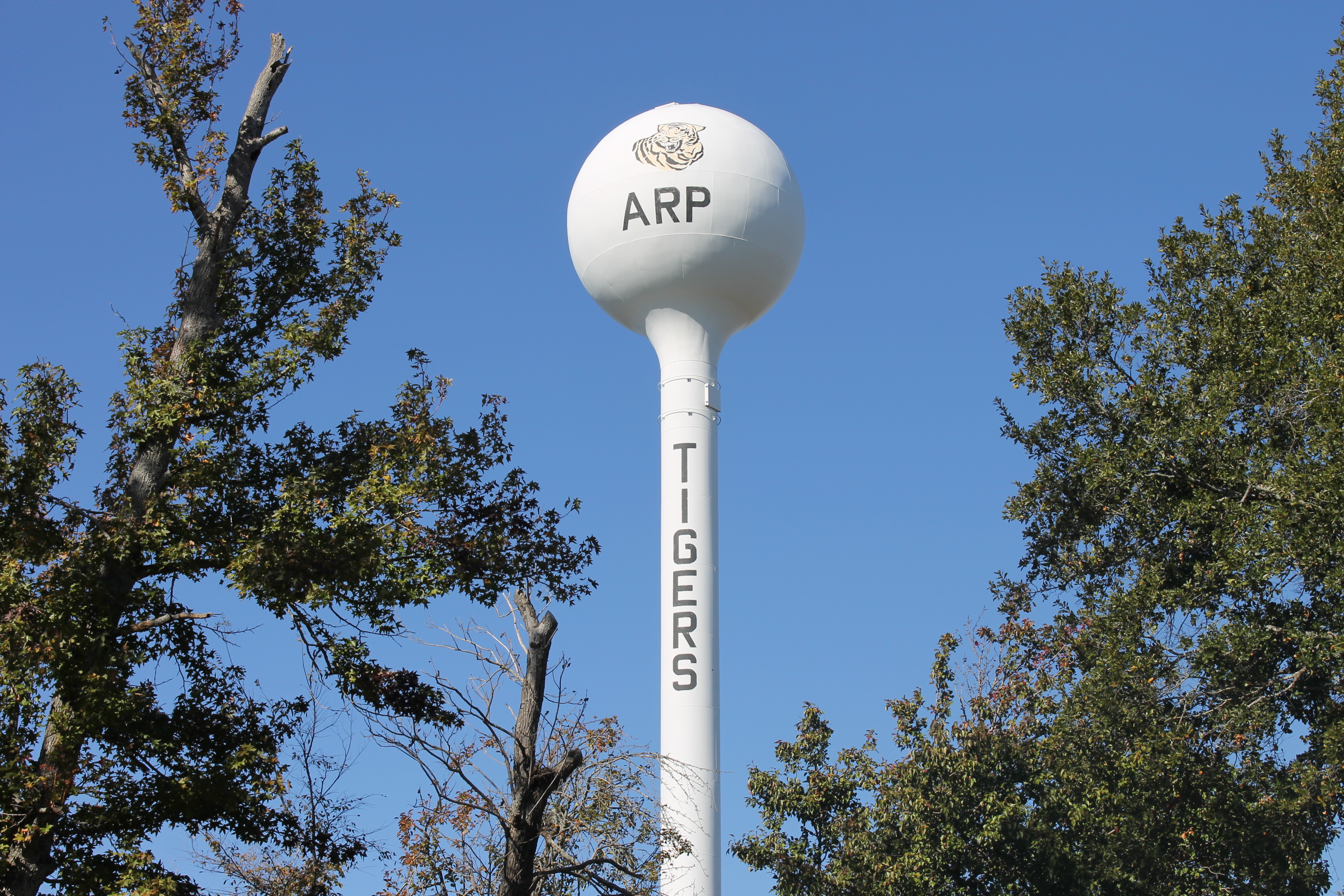 Arp