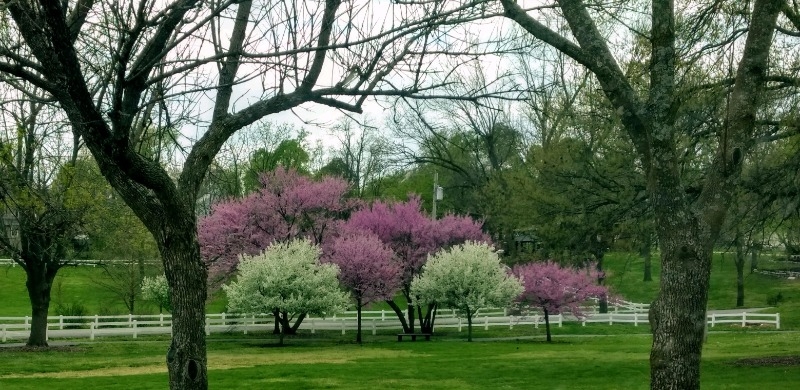 Ash Grove