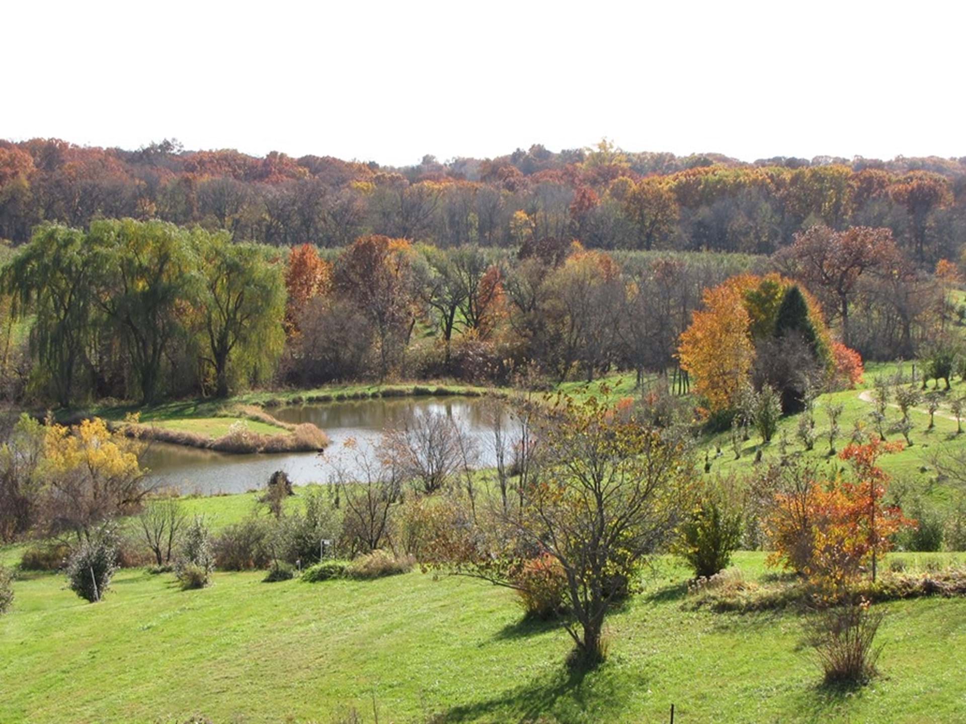 Orchard