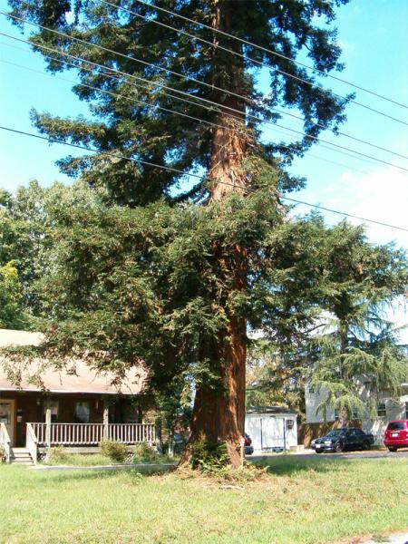 Redwood
