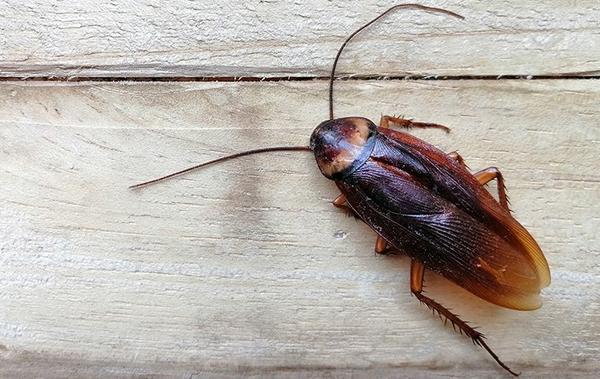 Roach