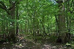 Thicket